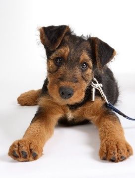 shutterstock_20151046.jpg