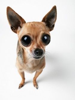 shutterstock_2456616.jpg