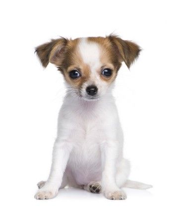 shutterstock_24716977.jpg