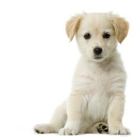 shutterstock_2513693.jpg