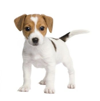 shutterstock_25239001.jpg