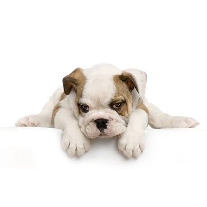 shutterstock_2785345.jpg